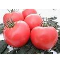 Pomidor Belladona 250 nasion