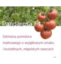 Pomidor Pandarosa 250 nasion
