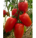 Pomidor Deliwanda 250 nasion
