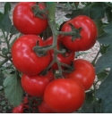 Pomidor Jairo 500 nasion