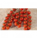 Pomidor Genio 250 nasion