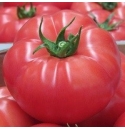 Pomidor Rapanui 100 nasion