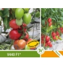 Pomidor Jangcy 250 nasion (v440)