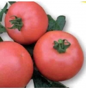 Pomidor VP1 1000 nasion