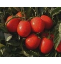 Pomidor Alican 5000 nasion