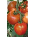Pomidor Monsan 500n