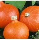 Dynia Orange Summer 500 nasion