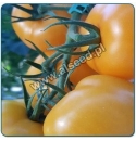 Pomidor Santoria (żółty) 250 nasion