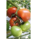 Pomidor Geronimo 500 nasion