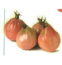 Pomidor Arawak 500 nasion