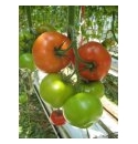 Pomidor Listell 500 nasion