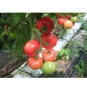 Pomidor Dimerosa 500 nasion