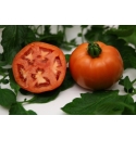 Pomidor Fuchsia 100 nasion