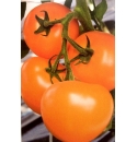 Pomidor Taiyo (TI-169 )250 nasion
