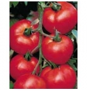 Pomidor Robin 500 nasion