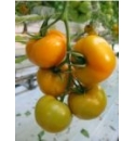 Pomidor Beorange 500 nasion