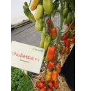 Pomidor Giulietta 1000 nasion