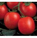 Pomidor Perfectpeel 1000 nasion