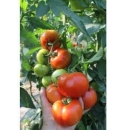 Pomidor Rosaliya 500 nasion