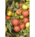 Pomidor Delvita 500N