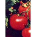 Pomidor Lianne 15 nasion HOBBY