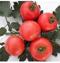 Pomidor Electra 1000 nasion