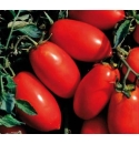 Pomidor Contact 5000 nasion