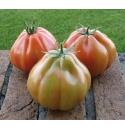 Pomidor Gotico 250 nasion