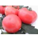 Pomidor Francesca 250 nasion