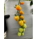 Pomidor Appleberry Orange 100 nasion