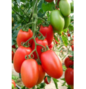 Pomidor Gocciola 250 nasion