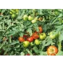 Pomidor Bersola 500n