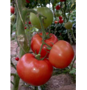 Pomidor Salisidro 250 nasion