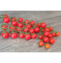 Pomidor Roney 100 nasion