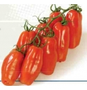 Pomidor Oscar 500 nasion