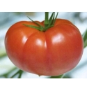 Pomidor Abellus 100 nasion