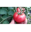 Pomidor Mamston 500 nasion