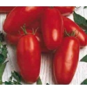 Pomidor Caspar 1000 nasion