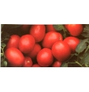 Pomidor Miceno 25000 nasion otoczka