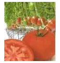 Pomidor Zouk 500 nasion