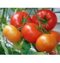 Pomidor Bogota 100 nasion