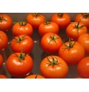Pomidor Kanavaro 500n