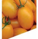 Pomidor Organza 250n