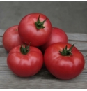 Pomidor Zersy 250 nasion
