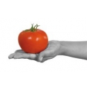Pomidor Fizuma 500 nasion