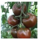 Pomidor Bronson 250 nasion