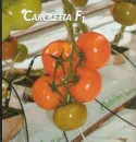 Pomidor Caroletta 500n