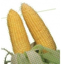 Kukurydza Overland 100Tyś nasion