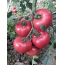 Pomidor Mamoru 500 nasion