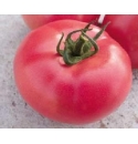Pomidor VP2 1000 nasion